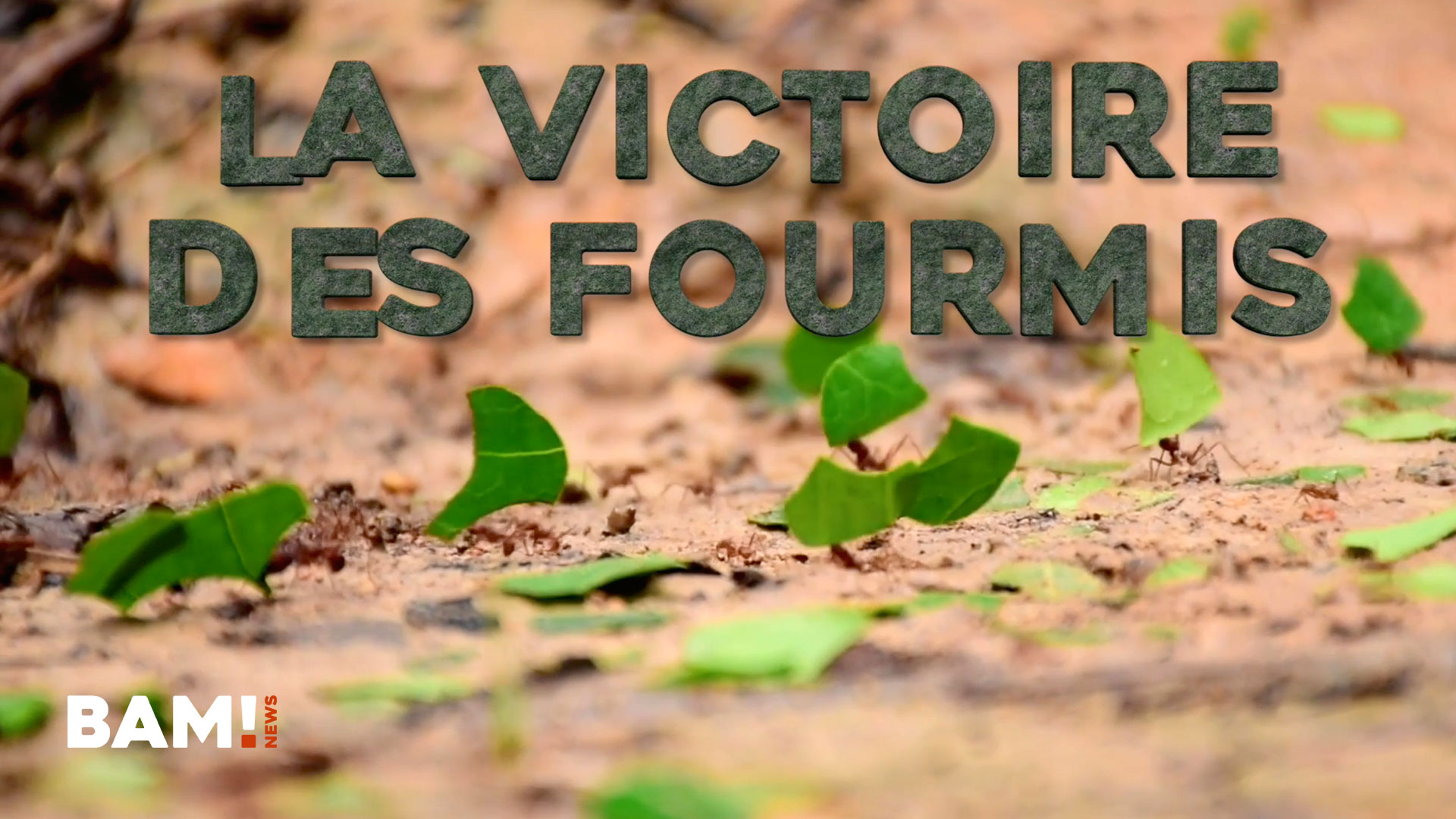 “La victoire des Fourmis“ - ITW